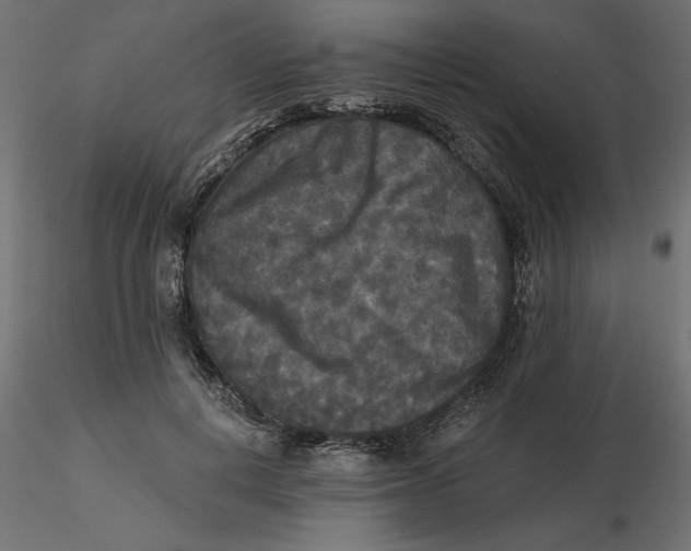 X0000116570648200912311954