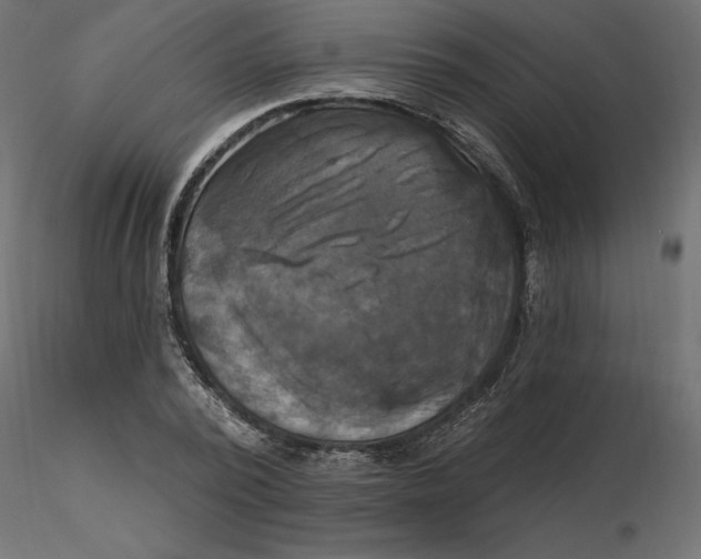 X0000116570784200912311952