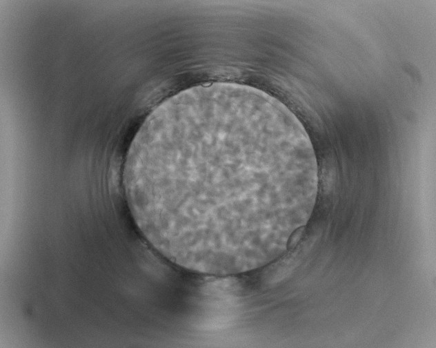 X0000116570185201001071202