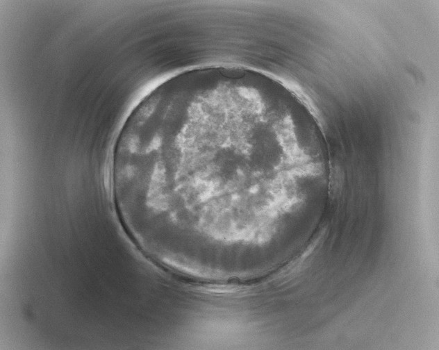 X0000116571295201001071147