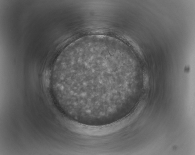 X0000116570026201001211253