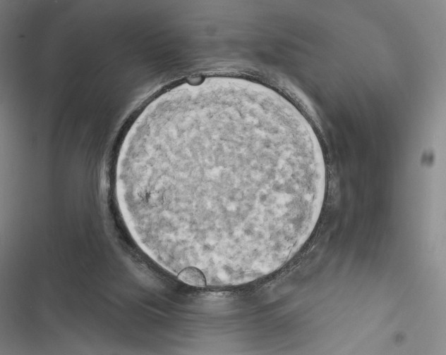 X0000116570059201001211252