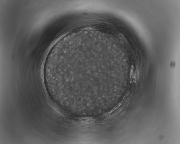 X0000116570099201001211252