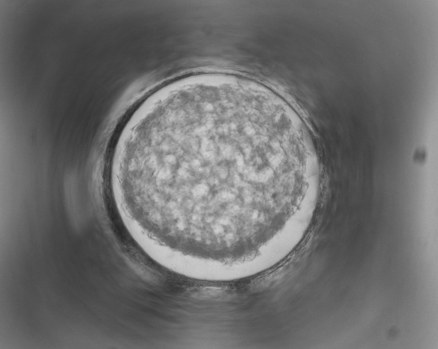 X0000116570151201001211251