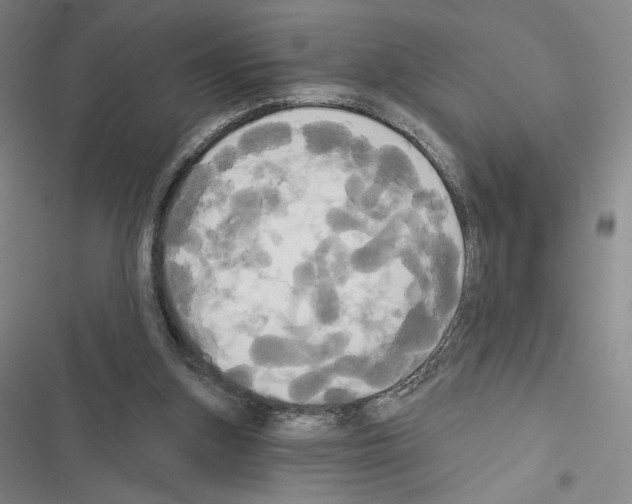 X0000116570155201001211251