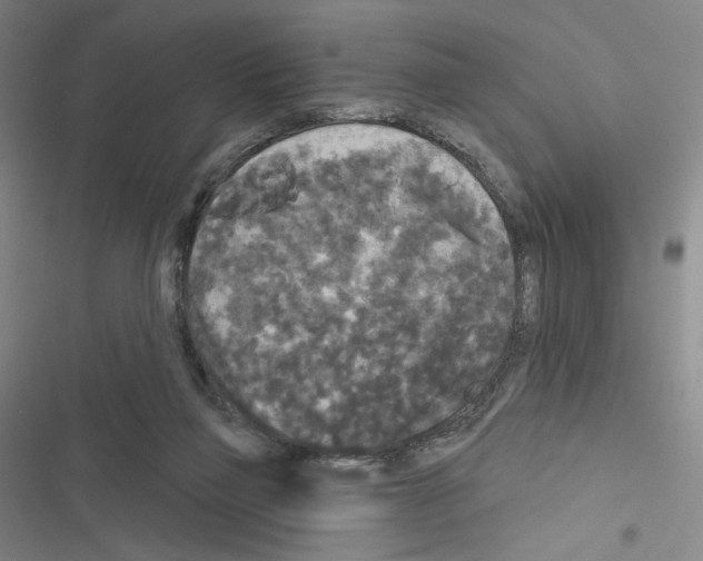 X0000116570165201001211251