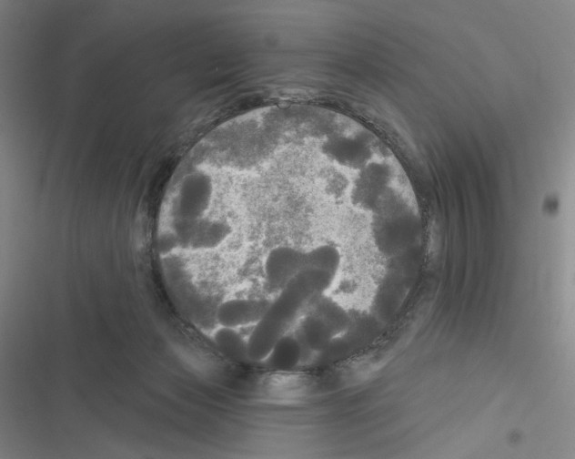 X0000116570173201001211251