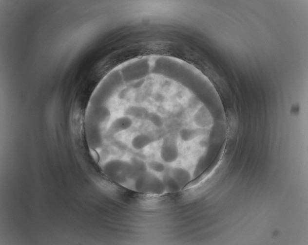 X0000116570191201001211251