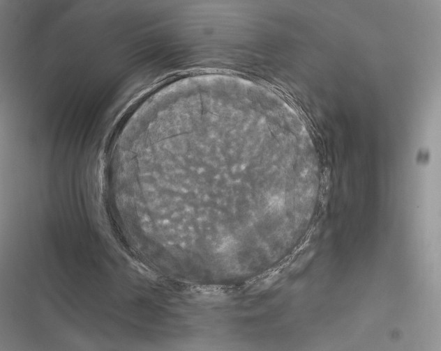 X0000116570194201001211251