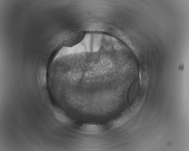 X0000116570205201001211250