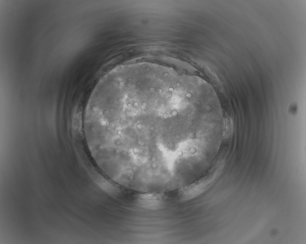 X0000116570238201001211250