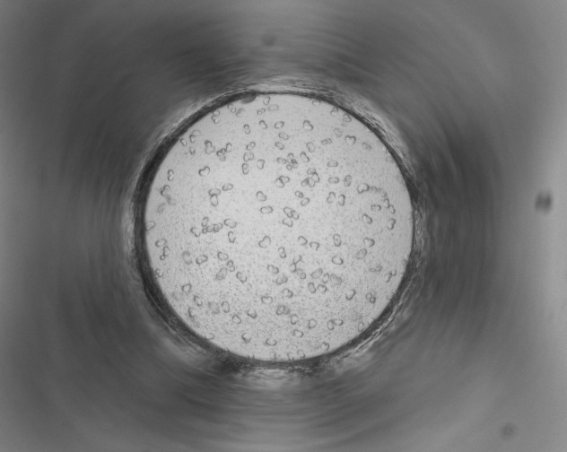 X0000116570298201001211249