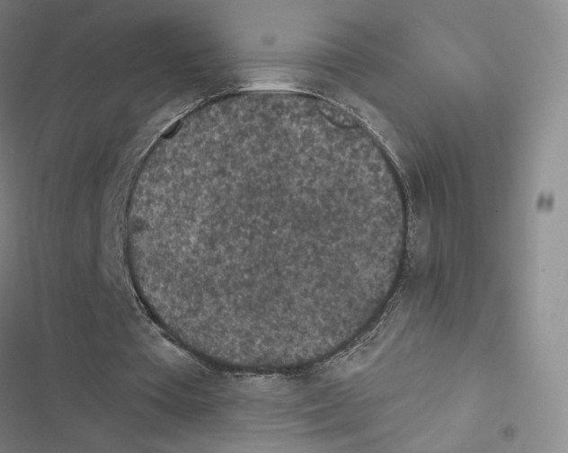 X0000116570385201001211248