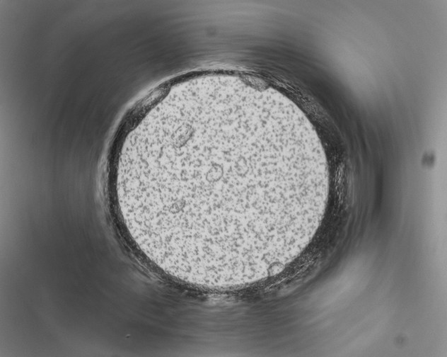 X0000116570388201001211248