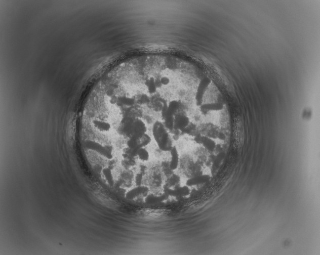 X0000116570495201001211247