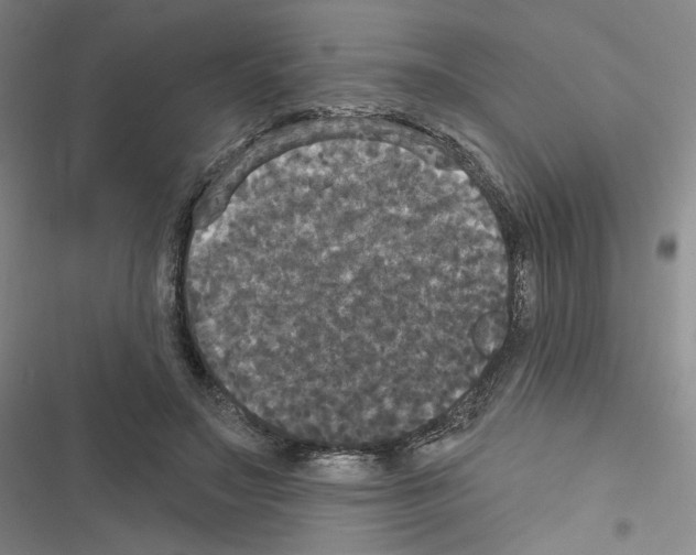 X0000116570499201001211246