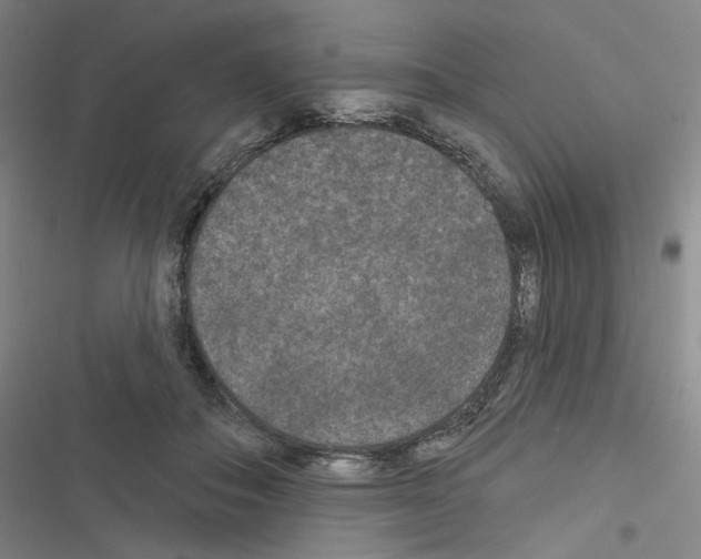 X0000116570506201001211246