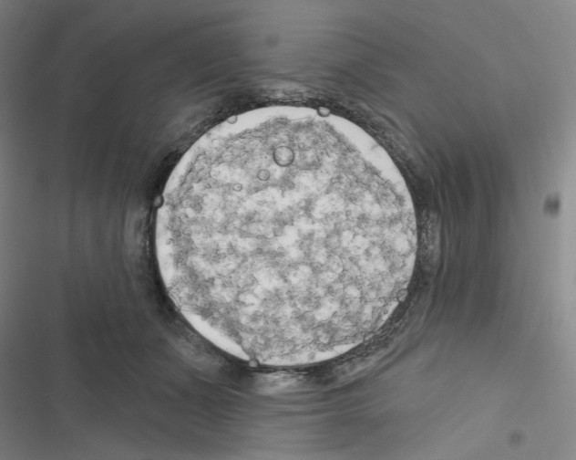 X0000116570511201001211246