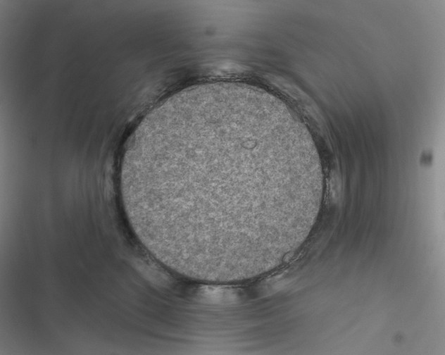 X0000116570520201001211246