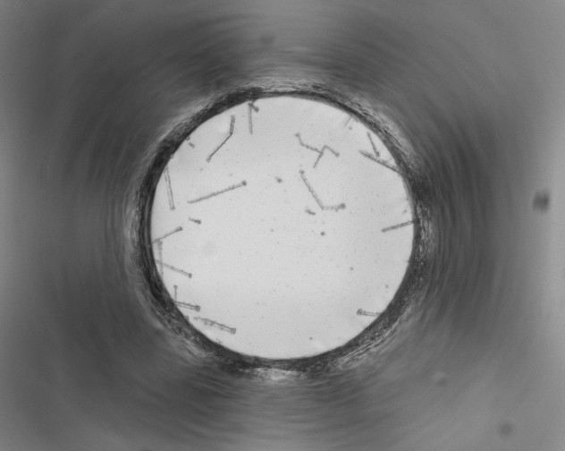 X0000116570539201001211246