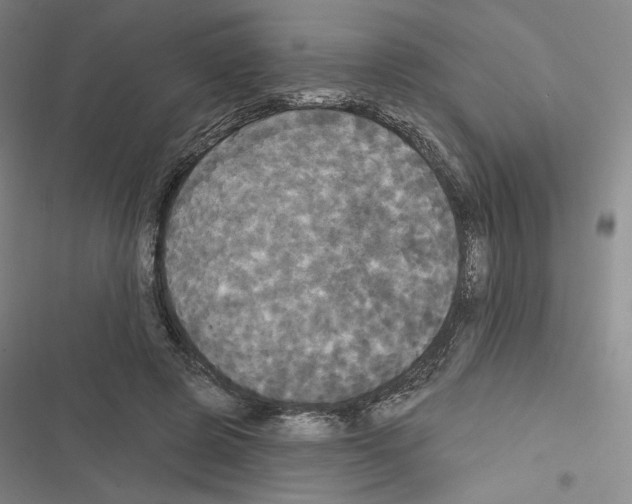 X0000116570545201001211246