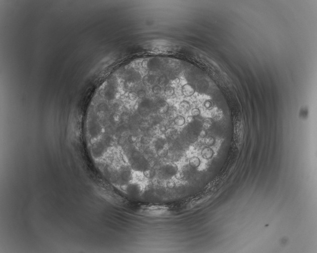 X0000116570554201001211246