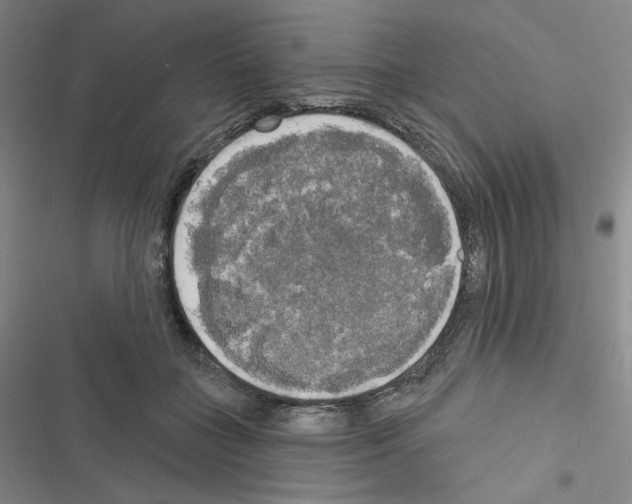 X0000116570555201001211246