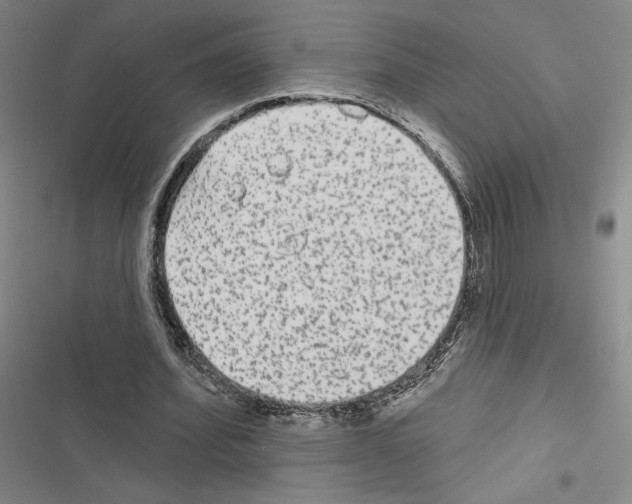 X0000116570580201001211245