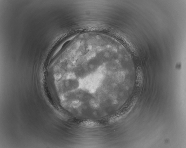 X0000116570590201001211245