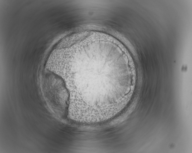 X0000116570625201001211244