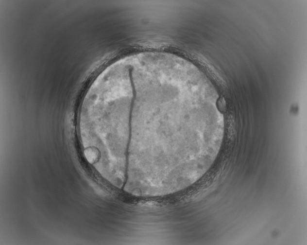 X0000116570634201001211244