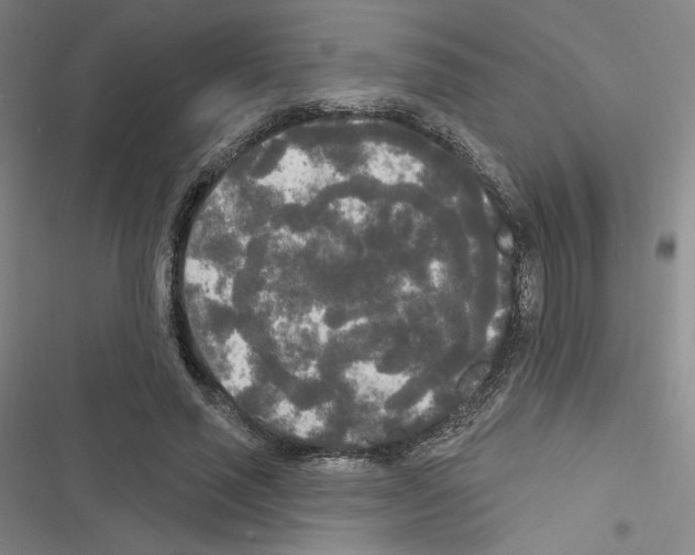 X0000116570637201001211244