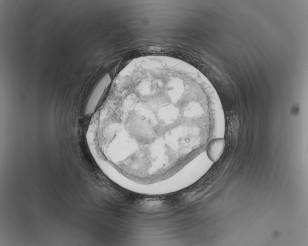 X0000116570651201001211244