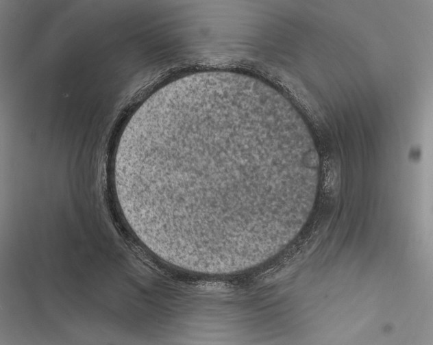 X0000116570685201001211244