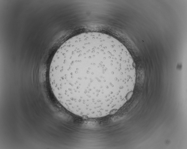 X0000116570694201001211244