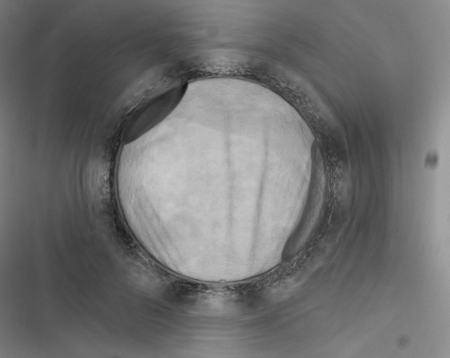 X0000116570696201001211244