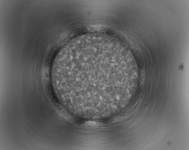 X0000116570699201001211244