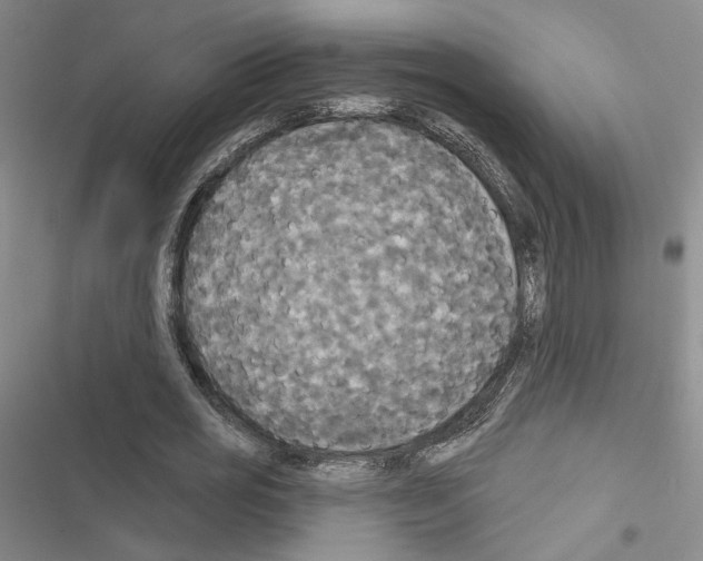 X0000116570725201001211243