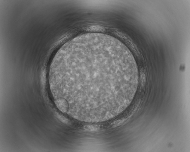 X0000116570729201001211243