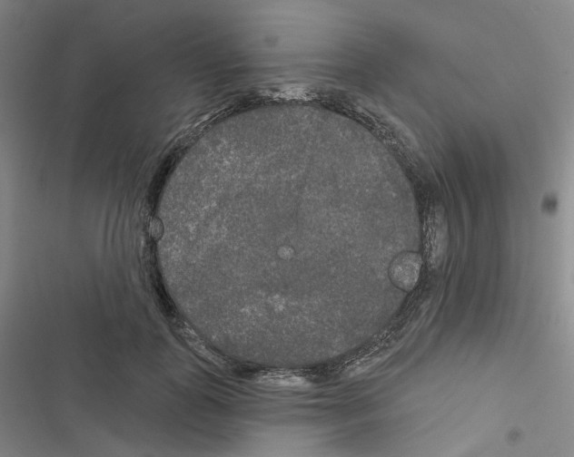 X0000116570747201001211243