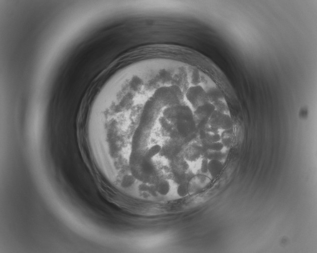 X0000116570765201001211243