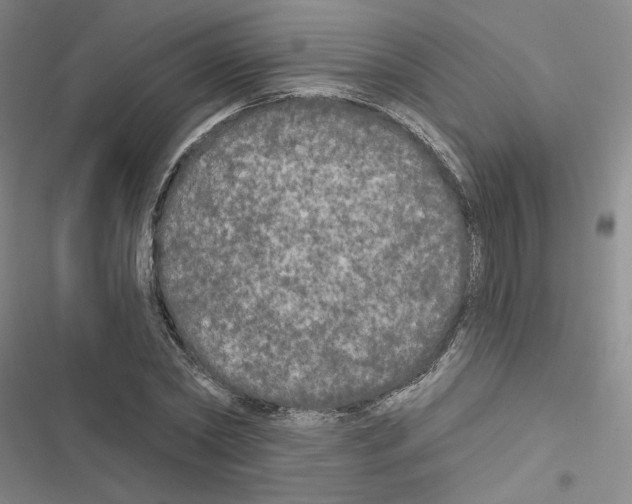 X0000116570782201001211243