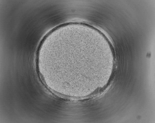 X0000116570783201001211243