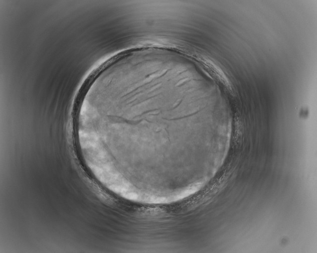 X0000116570784201001211243