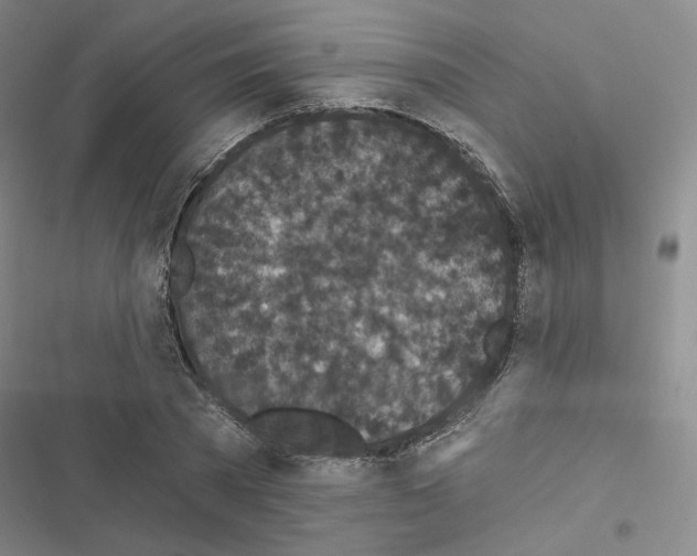 X0000116570785201001211243