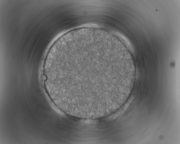 X0000116570808201001211242