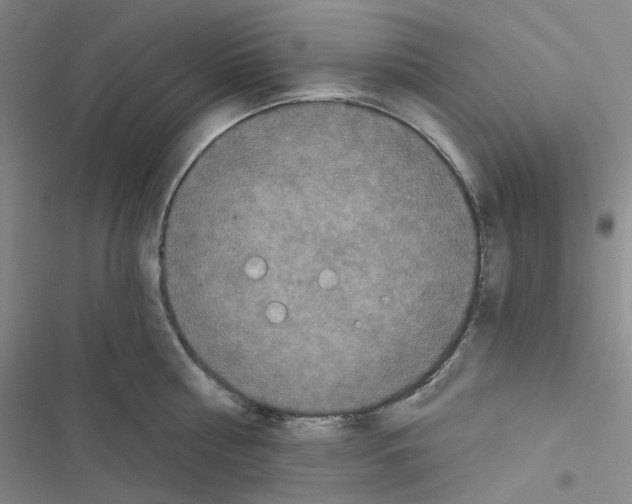 X0000116570810201001211242