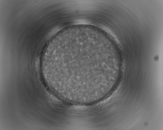 X0000116570825201001211242