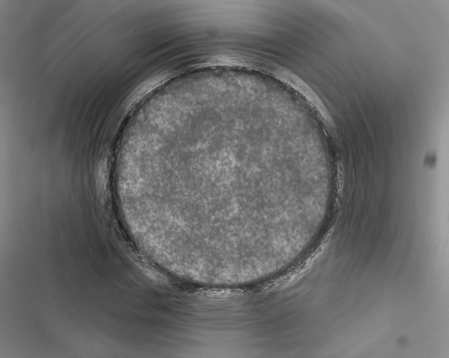 X0000116570826201001211242