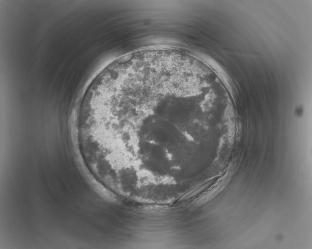 X0000116570859201001211242